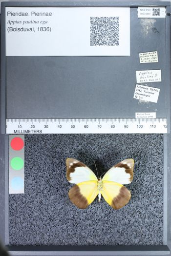 Media type: image;   Entomology 74497